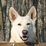 Profile picture for Dog Wood