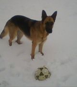 Profile picture for Soccer Shepard