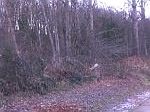(undisclosed Address), Federal Way, WA