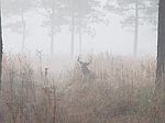 1752+/ Acres Barwick-quitman Rd, Quitman, GA
