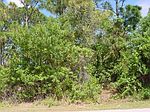 Taluga Ave SW, Plmbay, FL
