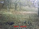 171 Road, Dawn, MO